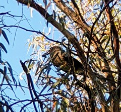 Strepera versicolor melanoptera