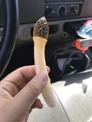 Phallus cinnabarinus