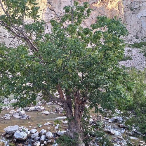 Fraxinus sogdiana, photograph 3