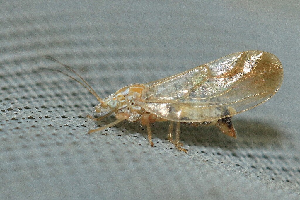 Livilla variegata