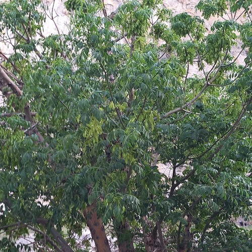 Fraxinus sogdiana, photograph 4