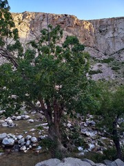Fraxinus sogdiana, photograph (c) Alexander Dubynin, some rights reserved (CC BY)