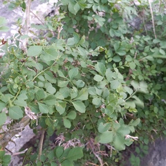 Fraxinus sogdiana, photograph (c) Alexander Dubynin, some rights reserved (CC BY)