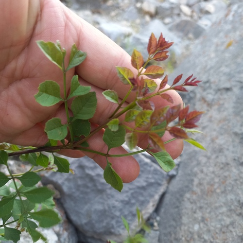 Fraxinus sogdiana, photograph 2