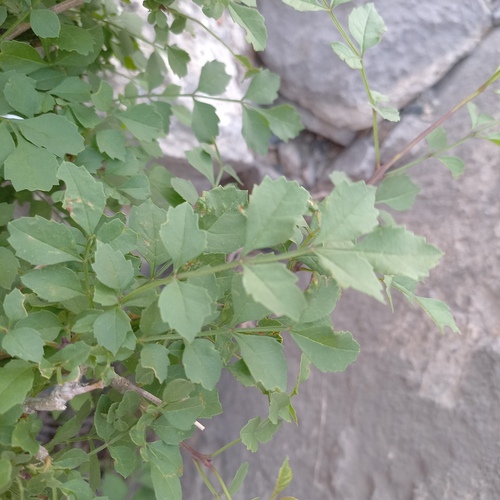 Syrian Ash (Fraxinus sogdiana)