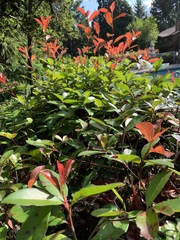 Photinia × fraseri