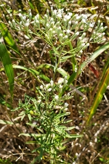Eupatorium hyssopifolium