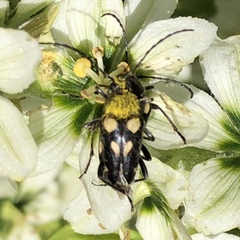 Judolia instabilis