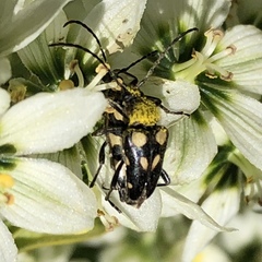 Judolia instabilis