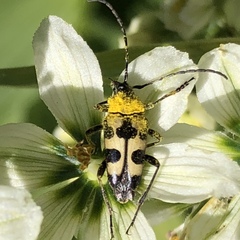 Judolia instabilis