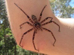 Heteropoda holoventris