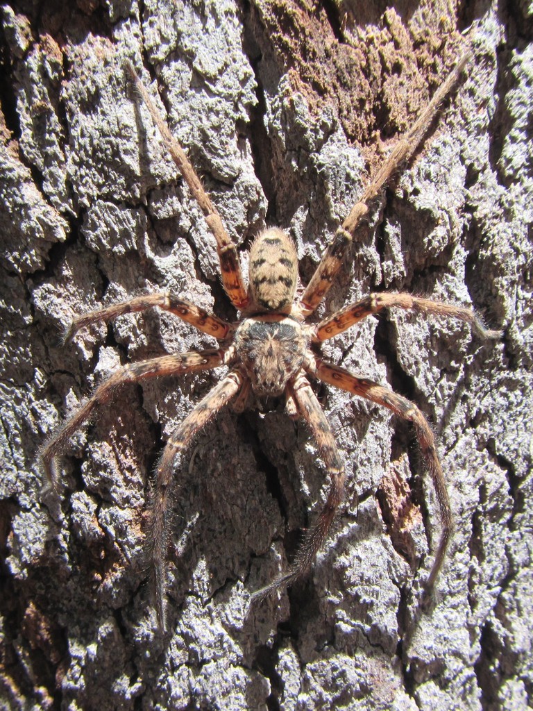 Heteropoda holoventris