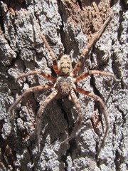 Heteropoda holoventris