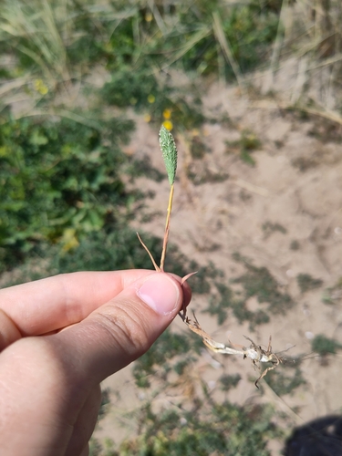 Image of Phleum arenarium by (c) Jake Dalzell, some rights reserved (CC BY)