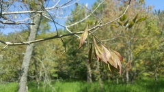 Fraxinus caroliniana