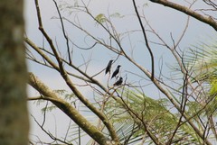 Aplonis panayensis gusti