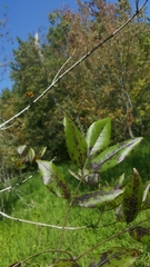 Fraxinus caroliniana