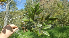 Fraxinus caroliniana