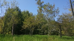 Fraxinus caroliniana