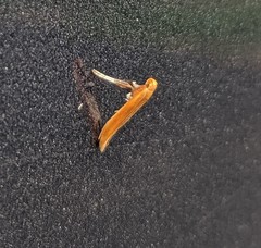 Caloptilia invariabilis