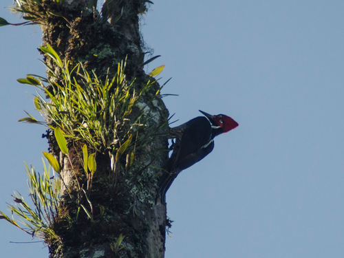 Guayaquil Woodpecker (Campephilus gayaquilensis), photo 6