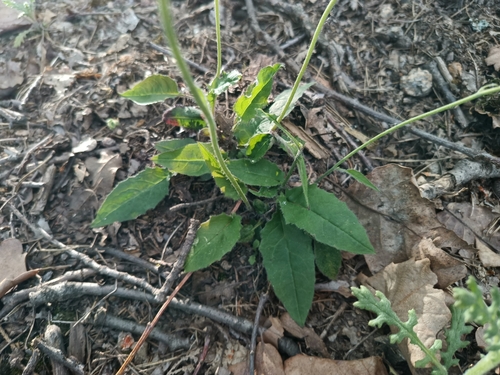 Image of Hieracium murorum by (c) Vladimír Fuka, some rights reserved (CC BY)