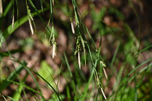 Carex pisiformis iNat (2)