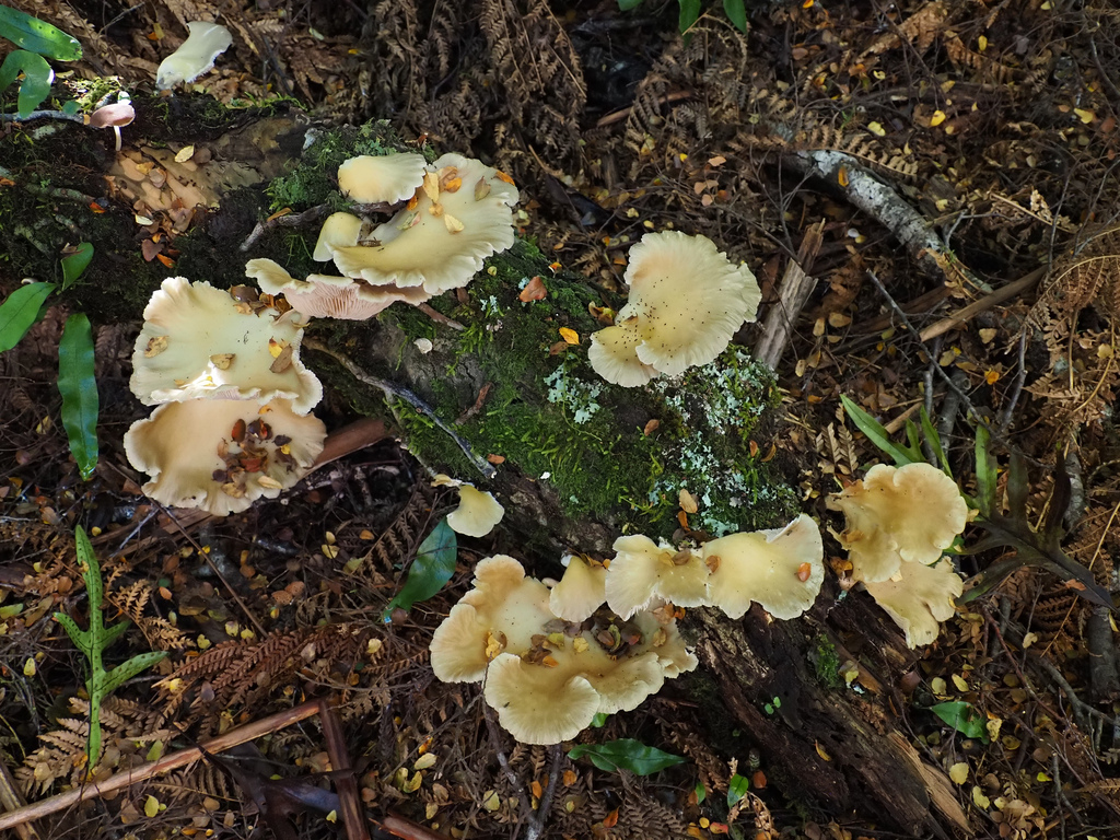 Pleurotus purpureo-olivaceus · April 2025 · photo: © cowirrie (iNaturalist, cc0)