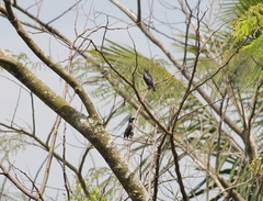 Aplonis panayensis gusti