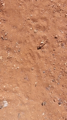 Caracal