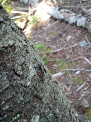 Urocerus cressoni