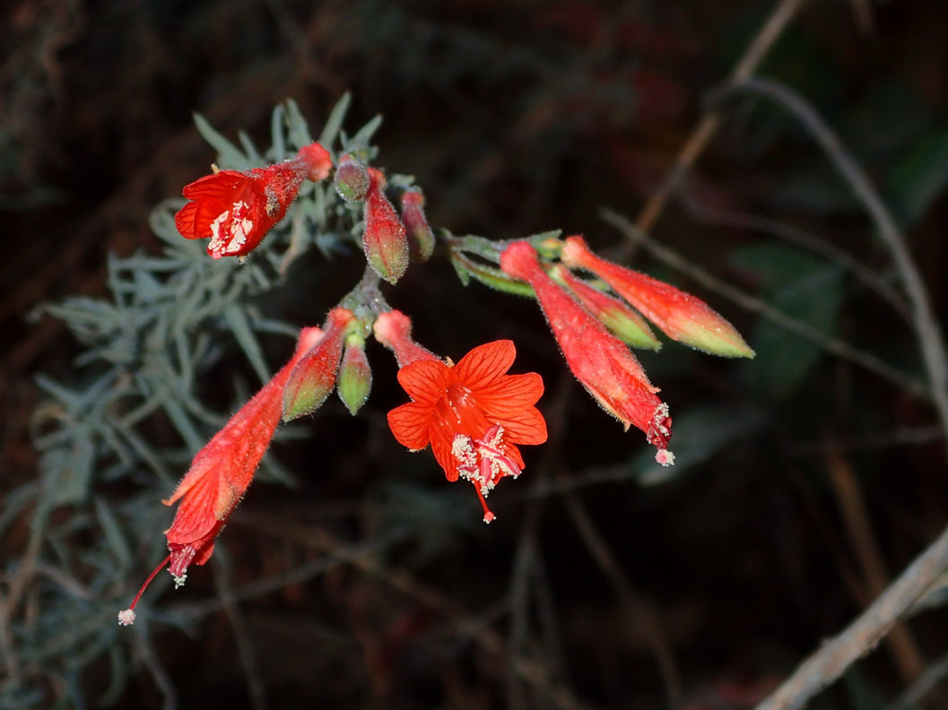 Epilobium canum ssp. angustifolium