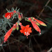 Epilobium canum angustifolium - Photo (c) Kat Halsey, some rights reserved (CC BY-NC), uploaded by Kat Halsey
