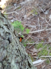 Urocerus cressoni