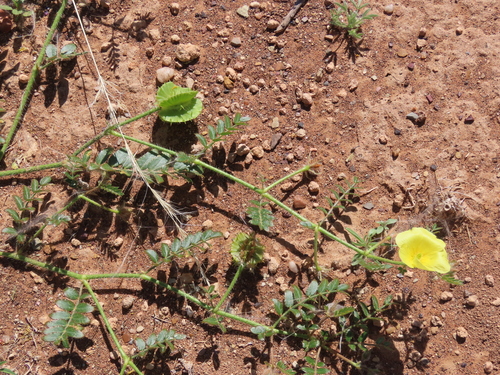 Image of Flanged Devilthorn (Tribulus cristatus) by no rights reserved
