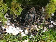 Junco