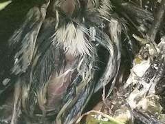 Junco