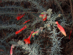 Epilobium canum angustifolium