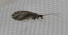 Micromus variolosus