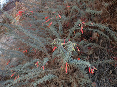 Epilobium canum angustifolium