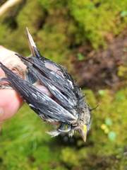Junco