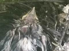 Junco
