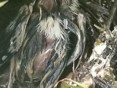 Junco