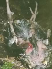 Junco