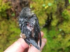 Junco