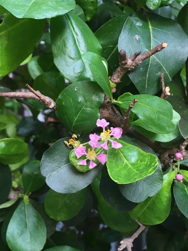 Malpighia emarginata