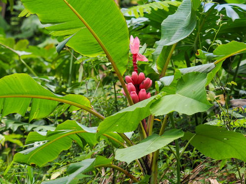 Musa velutina observed 2025-04-30