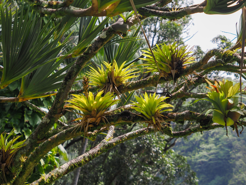 Guzmania monostachia observed 2025-04-30
