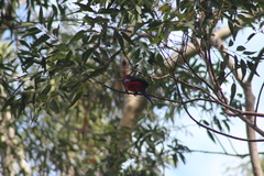 Platycercus elegans elegans