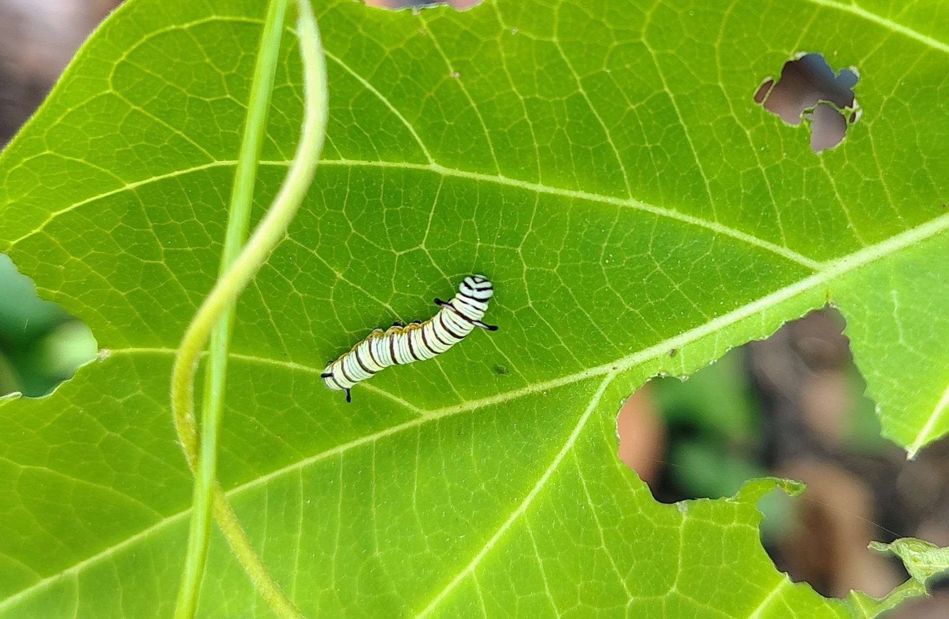 Blue Tiger